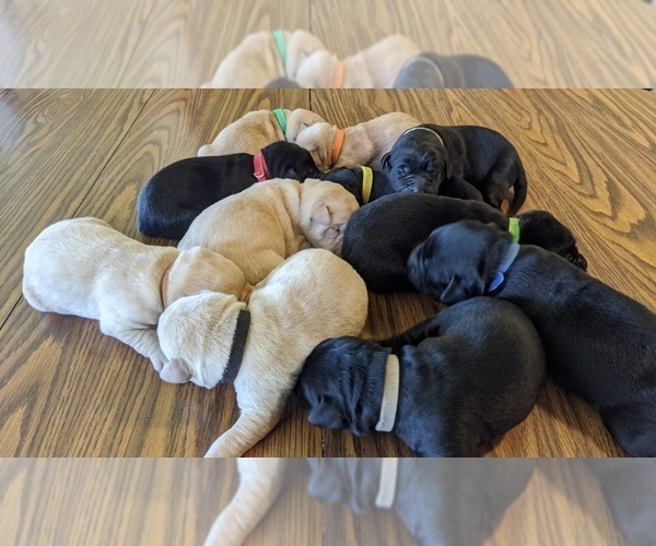 Medium Photo #1 Labrador Retriever Puppy For Sale in ATHENS, WI, USA