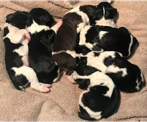 English Springer Spaniel Litter for sale in ROLAND, IA, USA