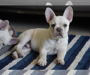 French Bulldog Litter for sale in TAMPA, FL, USA