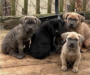 Cane Corso Litter for sale in TOLEDO, OH, USA
