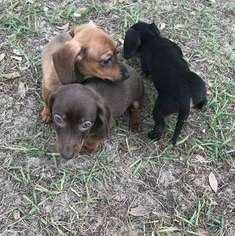Dachshund Litter for sale in HAINES CITY, FL, USA