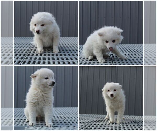 Medium Photo #1 American Eskimo Dog Puppy For Sale in EVART, MI, USA