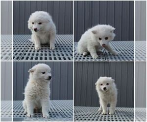 Medium American Eskimo Dog