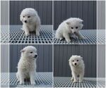 Small Photo #1 American Eskimo Dog Puppy For Sale in EVART, MI, USA