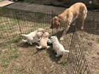 Small Photo #1 Goldendoodle Puppy For Sale in LAVONIA, GA, USA
