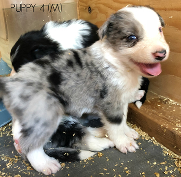 Medium Photo #1 Border Collie Puppy For Sale in WHITE SALMON, WA, USA