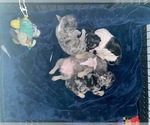 Small Photo #1 French Bulldog Puppy For Sale in E WENATCHEE, WA, USA