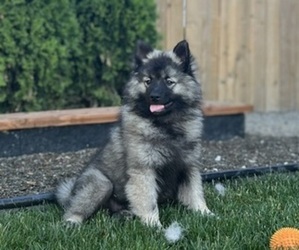 Keeshond Litter for sale in PORTLAND, OR, USA