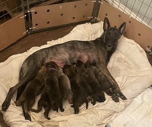 Belgian Malinois-Dutch Shepherd Dog Mix Litter for sale in GEORGETOWN, TX, USA