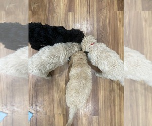 Goldendoodle Litter for sale in PALATINE, IL, USA