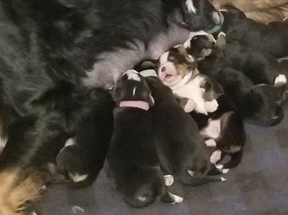 Bernese Mountain Dog Litter for sale in RAVENNA, OH, USA