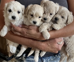 Maltipoo-Poodle (Toy) Mix Litter for sale in HARLAN, IA, USA