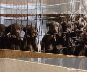 Labrador Retriever Litter for sale in GREENWICH, NY, USA