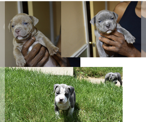 American Bully Litter for sale in FORT WASHINGTON, MD, USA