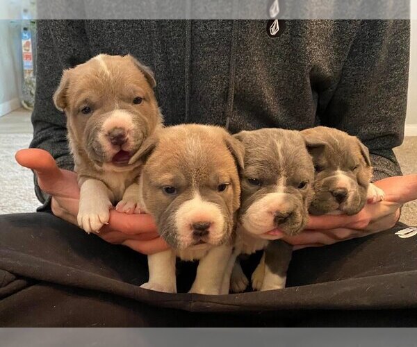 Medium Photo #1 American Bully-Chinese Shar-Pei Mix Puppy For Sale in TOPEKA, KS, USA