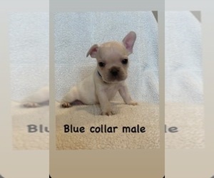 French Bulldog Litter for sale in RIVERSIDE, CA, USA