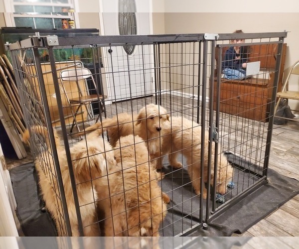 Medium Photo #1 Goldendoodle Puppy For Sale in COLUMBIANA, OH, USA