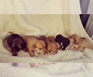 Chiweenie Litter for sale in GOLD BAR, WA, USA