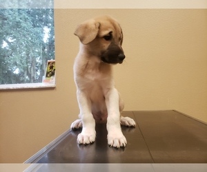 Anatolian Shepherd-Maremma Sheepdog Mix Litter for sale in LECANTO, FL, USA