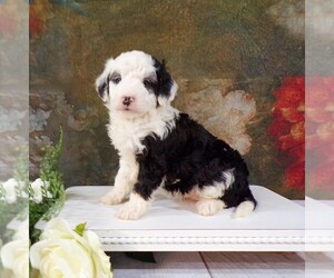 Miniature Bernedoodle Litter for sale in HONEY BROOK, PA, USA