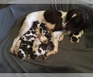 Brittany Litter for sale in TITUSVILLE, FL, USA