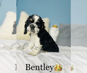 Cocker Spaniel Litter for sale in COOKEVILLE, TN, USA