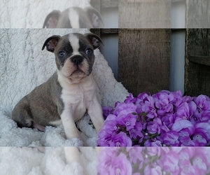 Boston Terrier Litter for sale in SUGARCREEK, OH, USA
