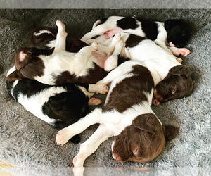 Brittany Litter for sale in REHOBOTH, MA, USA