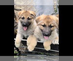 German Shepherd Dog Litter for sale in IRON, MN, USA