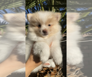 Pomeranian Litter for sale in INDIO, CA, USA