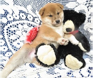 Shiba Inu Litter for sale in NORWOOD, MO, USA