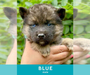 German Shepherd Dog-Siberian Husky Mix Litter for sale in LANSING, MI, USA