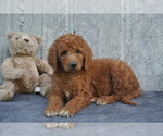 Small Photo #1 Goldendoodle Puppy For Sale in FREDERICKSBG, OH, USA