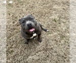 Small Photo #1 American Bully Puppy For Sale in DACULA, GA, USA