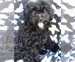 Maltipoo Litter for sale in SALEM, MO, USA