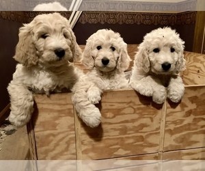 Pyredoodle Litter for sale in MILLMONT, PA, USA