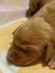 Small Photo #1 Vizsla Puppy For Sale in PRATTVILLE, AL, USA