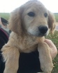Small Photo #1 Goldendoodle Puppy For Sale in MIDDLEBURG, PA, USA