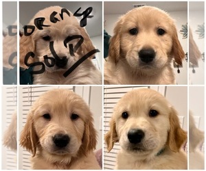 English Cream Golden Retriever Litter for sale in HOLLY SPRINGS, NC, USA