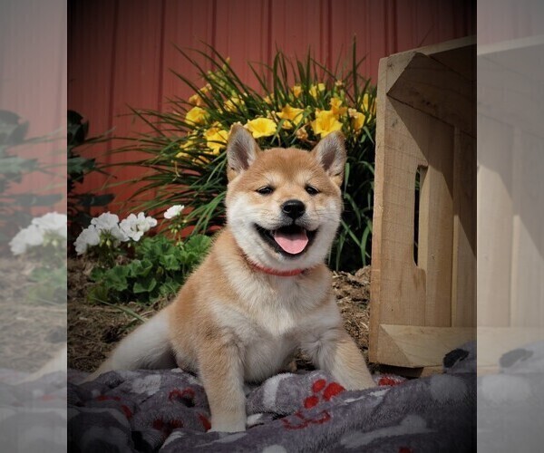 Medium Photo #1 Shiba Inu Puppy For Sale in LUBLIN, WI, USA