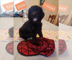 Goldendoodle Litter for sale in LOX, FL, USA