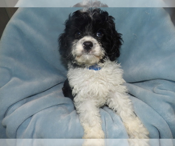Medium Photo #1 Cavachon Puppy For Sale in PATERSON, NJ, USA