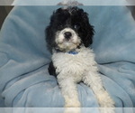 Small Photo #1 Cavachon Puppy For Sale in PATERSON, NJ, USA