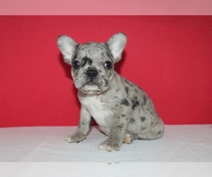 French Bulldog Litter for sale in HIALEAH, FL, USA