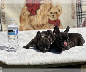 French Bulldog Litter for sale in SEATTLE, WA, USA