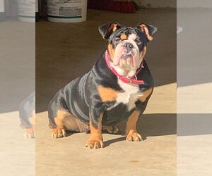 English Bulldog Litter for sale in UPPER MARLBORO, MD, USA
