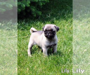 Pug Litter for sale in NAPPANEE, IN, USA