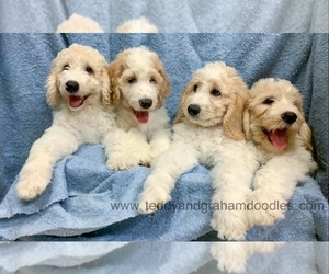 Goldendoodle Litter for sale in LITTLE ROCK, AR, USA