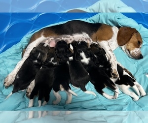 Beagle Litter for sale in ROCHESTER, NY, USA