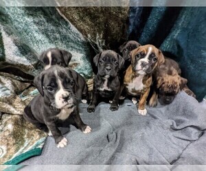 Boxer Litter for sale in RIVER FALLS, WI, USA